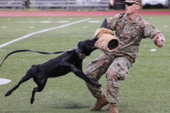 Military working dogs sniff out narcotics, display skills for anti-drug week