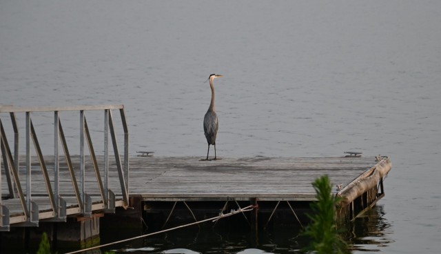 The lowered lake levels also disrupt the natural balance required for various wildlife species to flourish. Migratory birds, for instance, rely on specific water levels and habitats for resting, feeding, and breeding purposes.