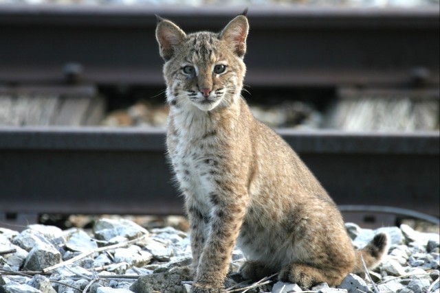 Array of animals and plants can be found at Holston Army Ammunition Plant
