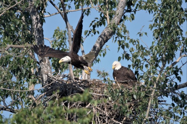 Keeping people and birds safe in the air is interagency effort