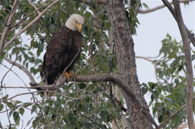 Keeping people and birds safe in the air is interagency effort