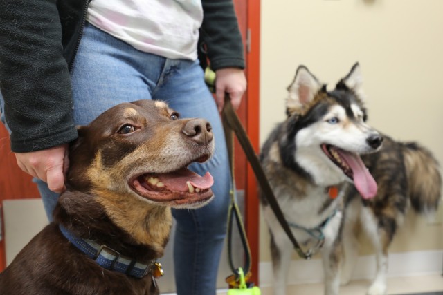 Bre Pittman waits with her dogs, Adria, left, and Cayde, during an appointment at the Camp Zama Veterinary Treatment Facility in Japan, Nov. 20, 2023. The Housing Office is currently looking to form a committee to gather resident input on a new policy that may allow pets in the housing towers.