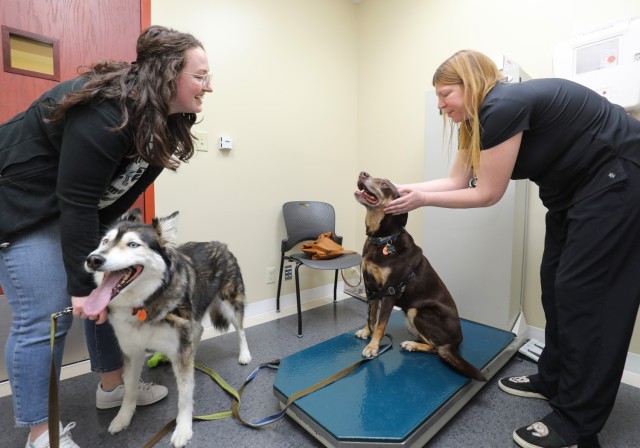 Bre Pittman, left, watches Alexandra Bonak, an animal health assistant, examine her dog, Adria, during an appointment at the Camp Zama Veterinary Treatment Facility in Japan, Nov. 20, 2023. The Housing Office is currently looking to form a committee to gather resident input on a new policy that may allow pets in the housing towers.