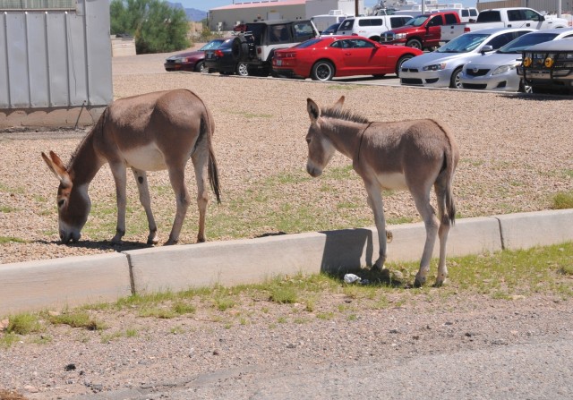 Many of us are now commuting to work in the dark and, as we all know, deer and burros can be a hazard along the highway, especially in the dark. These burros were seen hanging out in the Kofa Cantonment area.