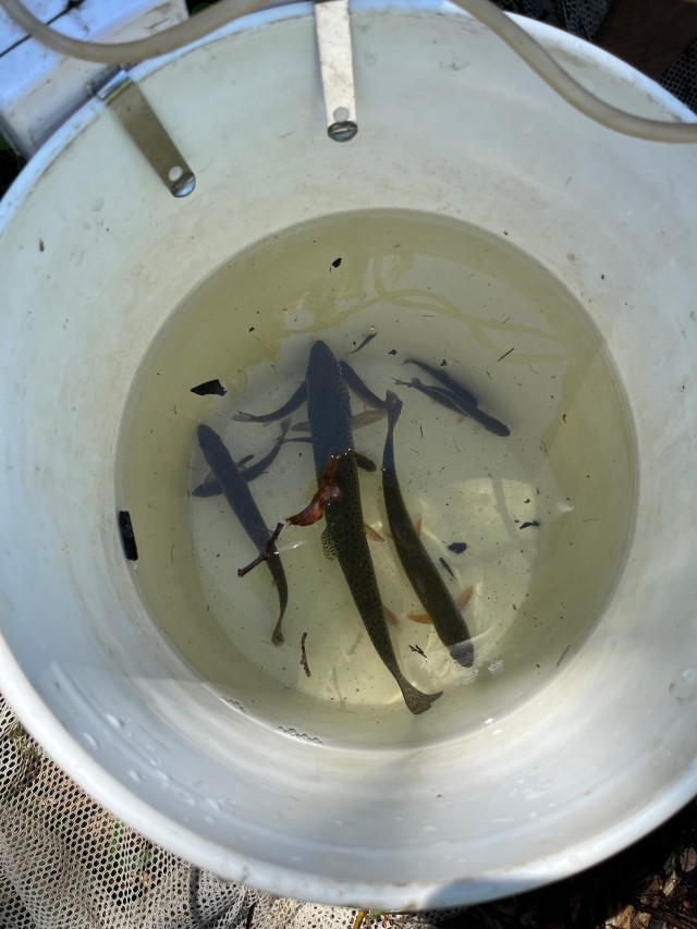 Mountlake Terrace Aquatic Ecosystem Restoration Project