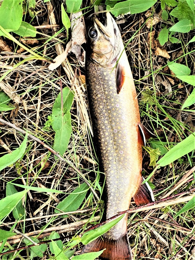 Early catch-and-release trout season in 2024 at Fort McCoy opens Jan. 6
