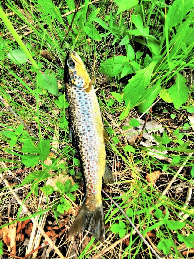 Early catch-and-release trout season in 2024 at Fort McCoy opens Jan. 6