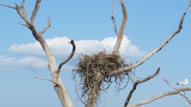 Years of partnership and perseverance leads to historic osprey nesting