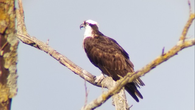 Years of partnership and perseverance leads to historic osprey nesting