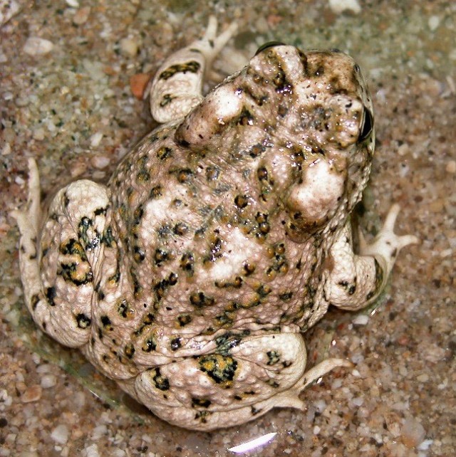 Arroyo toad adult