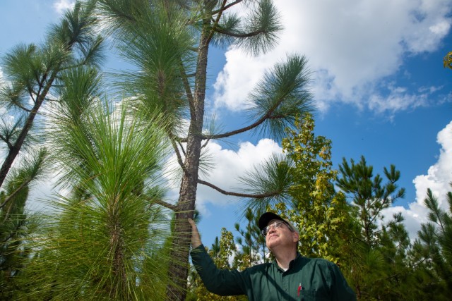 7-year-old longleaf pine