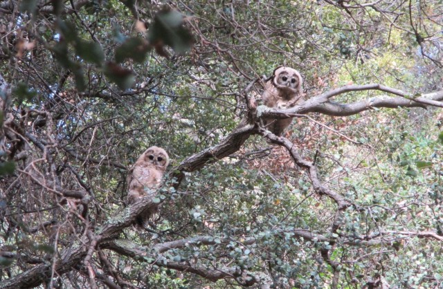 Fledglings