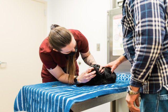 Fort Novosel Veterinary Treatment Facility officer-in-charge Capt.  Jacquelynn Watson, DVM cares for a retiree’s cat during wellness exam on Jan. 31, 2024.