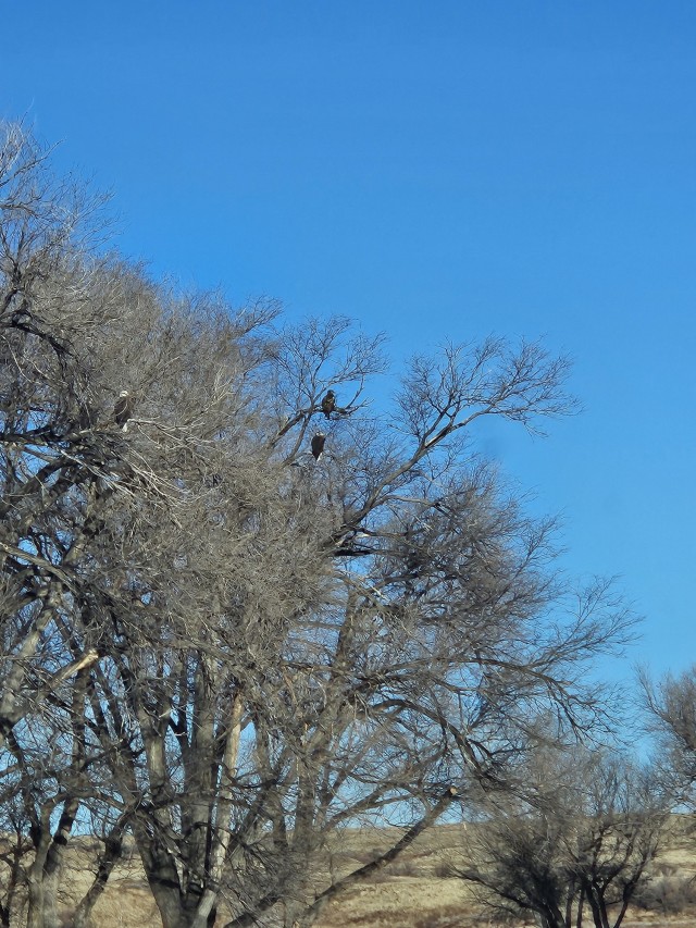 Record turnout, eagle sightings during annual eagle surveys at two USACE lakes