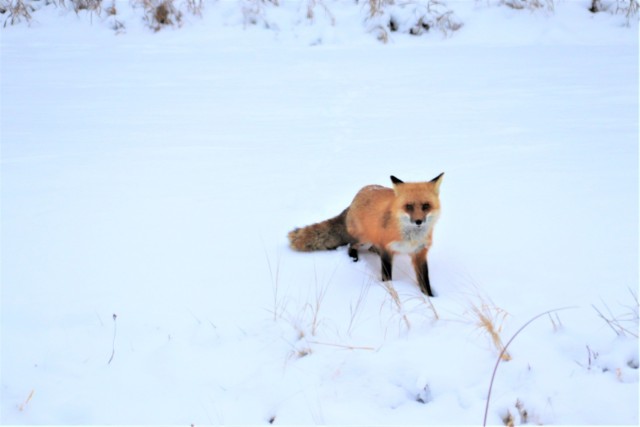 Furry Fort McCoy resident