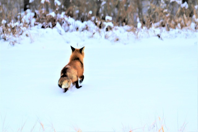 Furry Fort McCoy resident