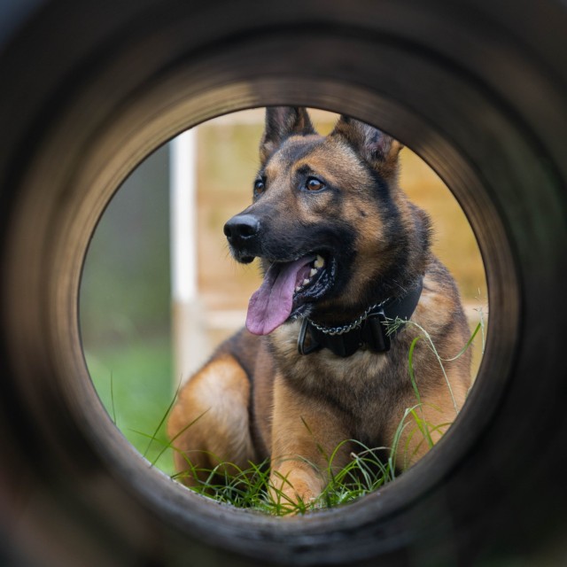 U.S. Army military working dog Tomas, with the 8th Military Police Brigade, 8th Theater Sustainment Command, poses for photo, 19 Dec. 2023, Schofield Barracks, HI. (U.S. Army photo captured by Staff Sgt. Tristan Moore)
(U.S. Army photo by Staff Sgt. Tristan Moore)