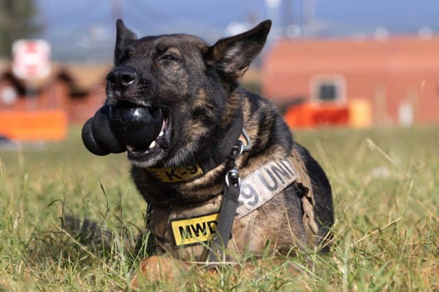U.S. Army military working dog Hugo, with the 8th Military Police Brigade, 8th Theater Sustainment Command, poses for photo, 19 Dec. 2023, Schofield Barracks, HI. (U.S. Army photo captured by Staff Sgt. Tristan Moore)