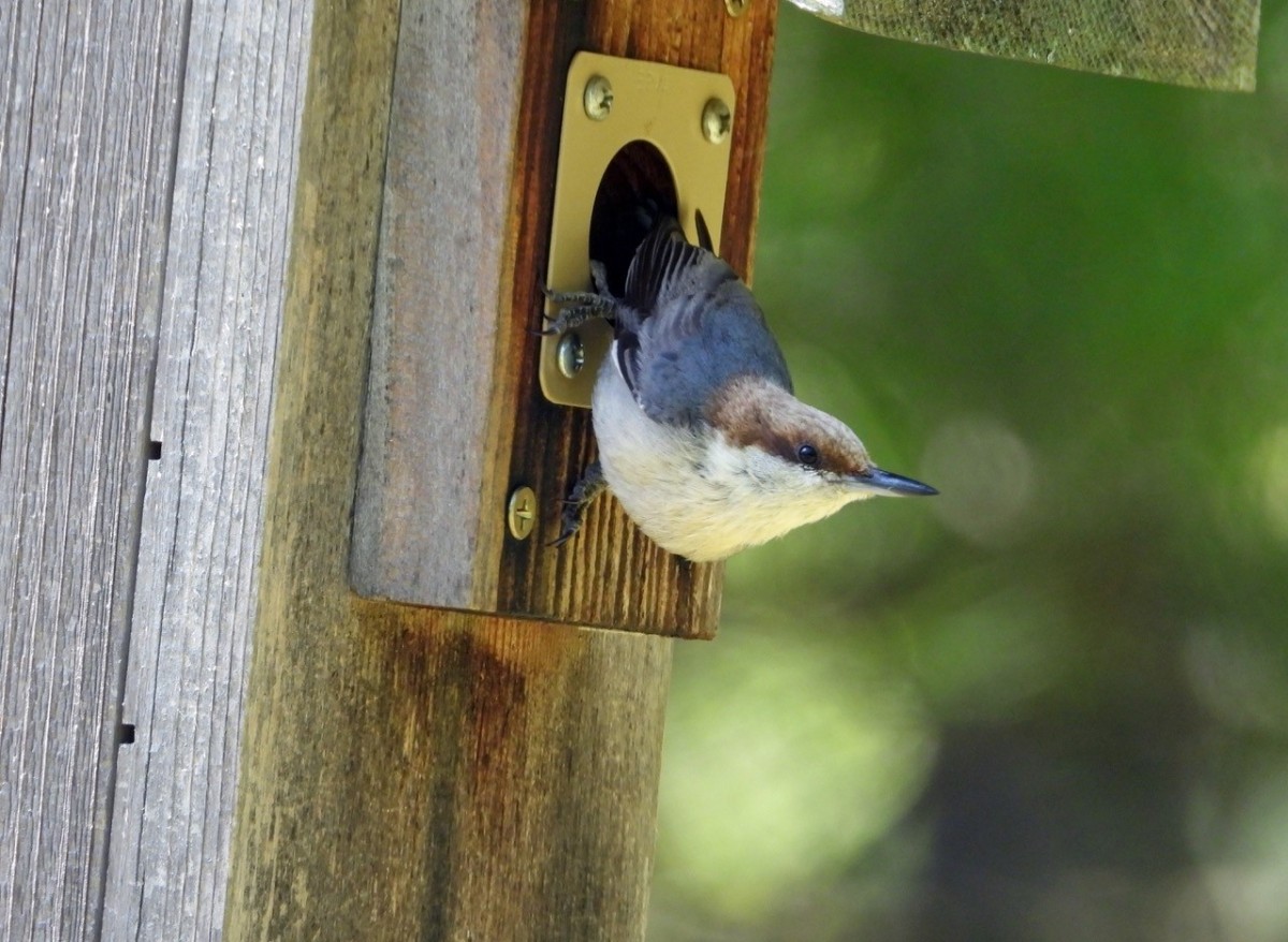 Christmas Bird Count Almost 50 different bird species at RFAAP