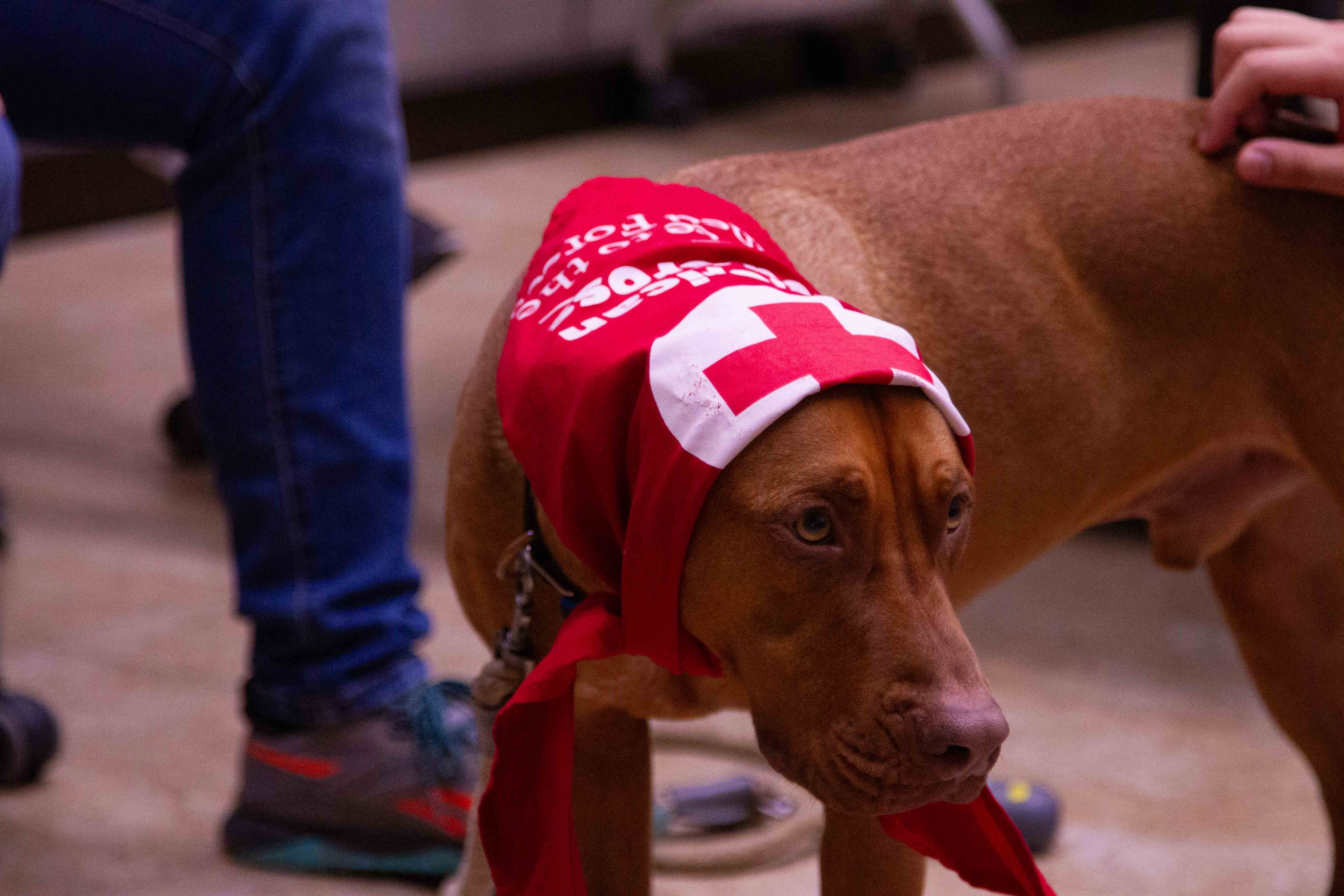 The American Red Cross AVP visits Camp Casey Article The