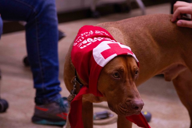 The Animal Visitation Program (AVP) from the American Red Cross Campaign provides therapeutic service dogs to the community March 5 at Camp Casey, South Korea. The AVP is a Red Cross Volunteer program that allows families, communities, military...