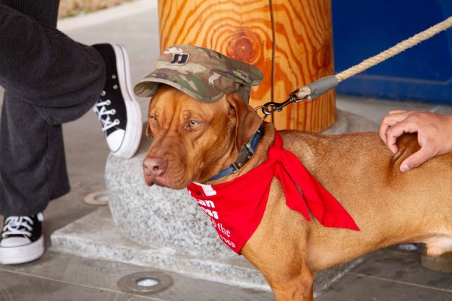 The Animal Visitation Program (AVP) from the American Red Cross Campaign provides therapeutic service dogs to the community March 5 at Camp Casey, South Korea. The AVP is a Red Cross Volunteer program that allows families, communities, military...