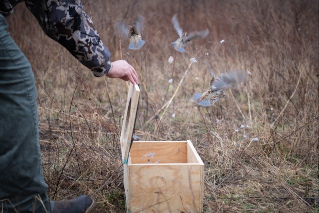 LEAD environmental division postures installation for northern bobwhite quail reintroduction