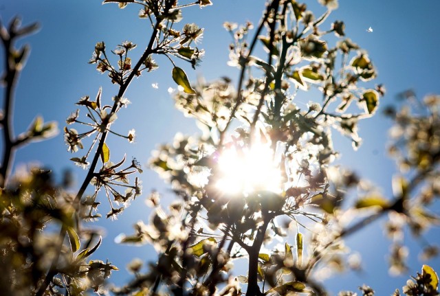 Beware the allure of Callery ‘Bradford’ pear trees