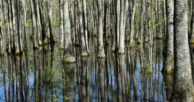 Redstone’s preservation of the environment which includes these Tupelo trees near the Outdoor Learning Center helped earn its designation as a Tree City USA for the 17th year in a row.