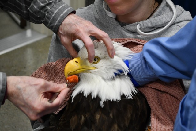 Injured bald eagle rescued on Fort Wainwright