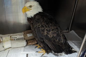 Injured bald eagle rescued on Fort Wainwright