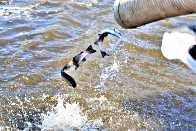 USFWS stocks more than 15,000 rainbow trout in Fort McCoy’s waterways for 2024 fishing season