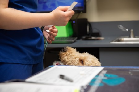 Charlie, an 8-month-old goldendoodle, waits while he’s checked in before surgery at the Fort Belvoir Veterinary Center, Fort Belvoir, Virginia, May 8, 2024. The surgery was part of the Veterinary Readiness Activity, Fort Belvoi...