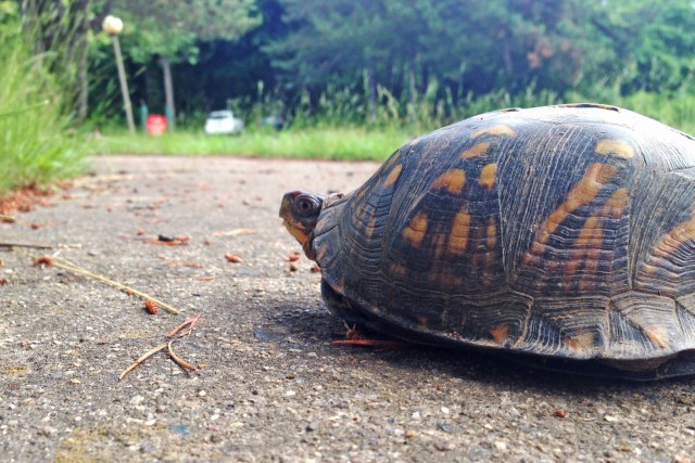 Turtles are more frequently on the move in spring and early summer, searching for food, mates and nesting spots. Motorists are advised to be extra vigilant this time of year.