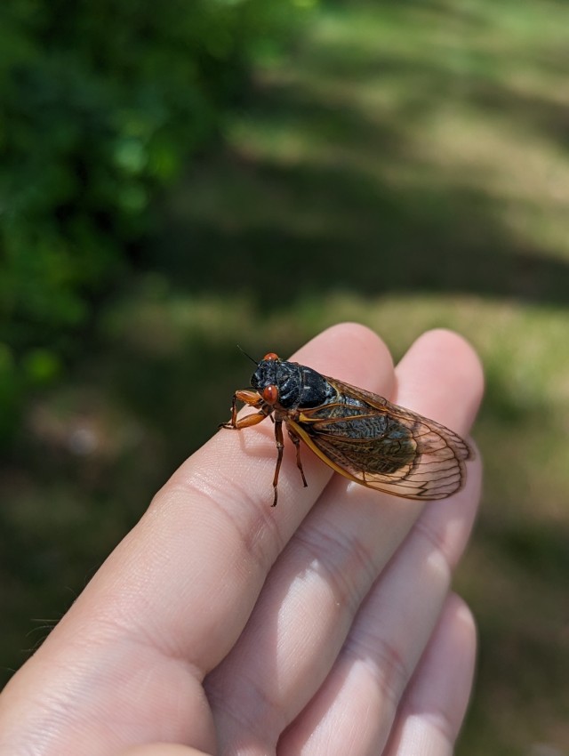 Cicadas are widespread, with species occurring throughout the world.