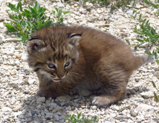 Fort Carson releases rehabilitated bobcats at PCMS