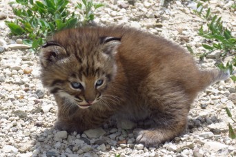 Fort Carson releases rehabilitated bobcats at PCMS