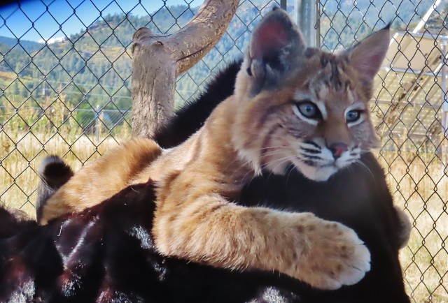 Fort Carson releases rehabilitated bobcats at PCMS