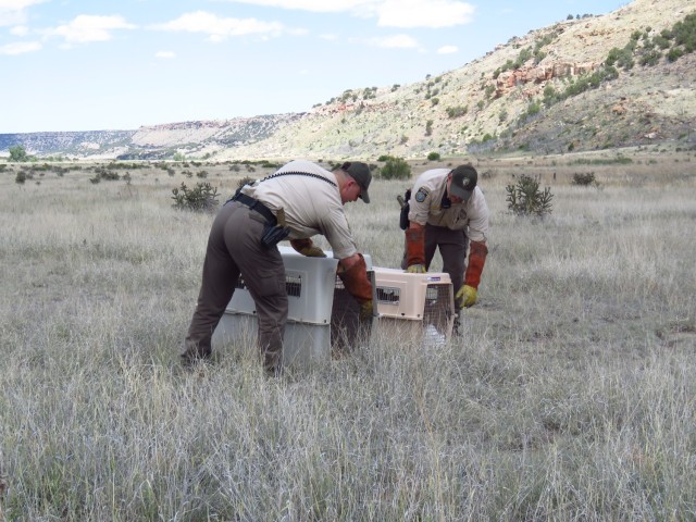 Fort Carson releases rehabilitated bobcats at PCMS