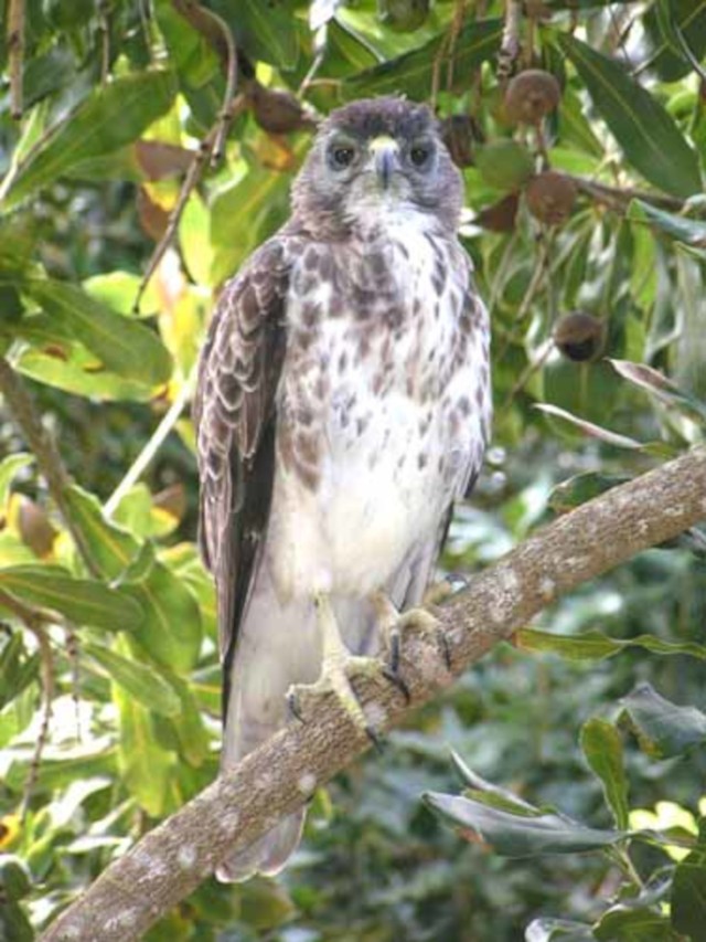 Hawaiian hawk