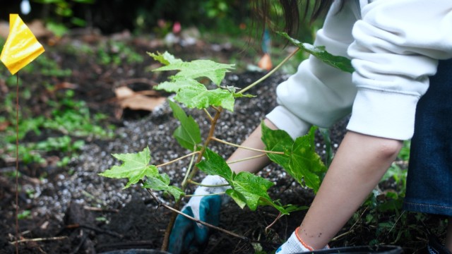 Tree Planting