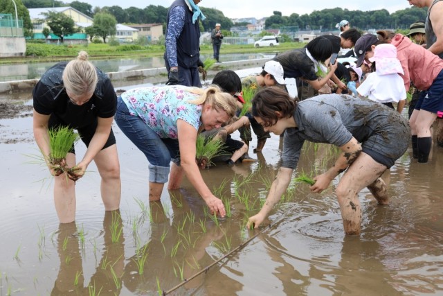 El evento de plantación de arroz conecta a los residentes de Camp Zama con la cultura japonesa 