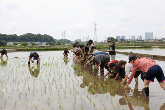 El evento de plantación de arroz conecta a los residentes de Camp Zama con la cultura japonesa 