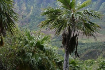 Partnerships in cultural, natural resource protection drive environmental team’s work in Hawaii