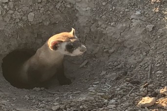 Endangered black-footed ferret and other species protected at closing Amy installation