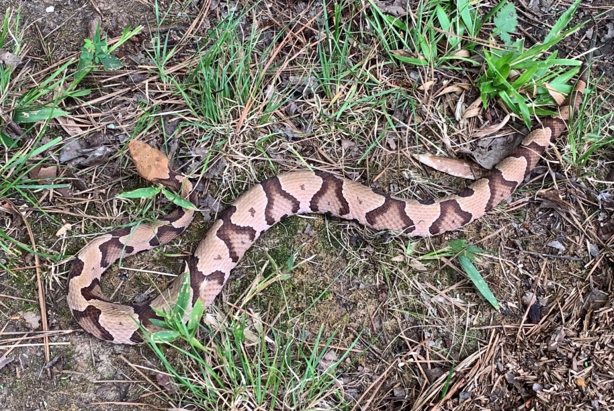 Best practice Leave snakes alone Article The United States Army