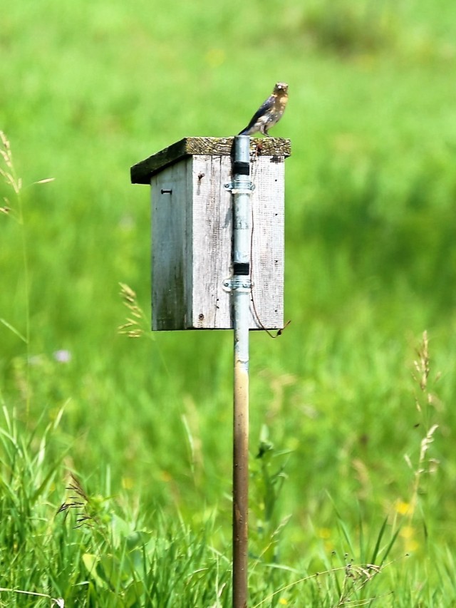 Fort McCoy part of annual statewide bluebird survey