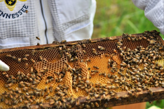 The buzz of Cordell Hull Lake: USACE’s new pollination effort