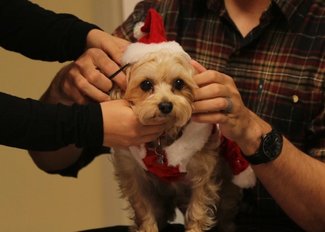 A dog sits in someone&#39;s lap, as one set of hands hold her head while another set put on a Christmas hat with elastic bands.