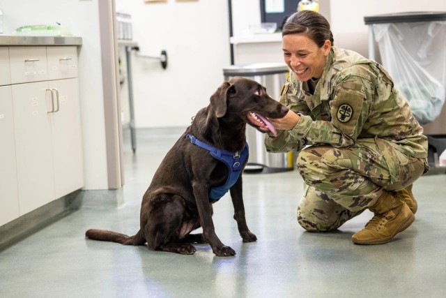 A woman squatting down with one knee resting on the floor, pets a sitting chocolate Labrador retriever.